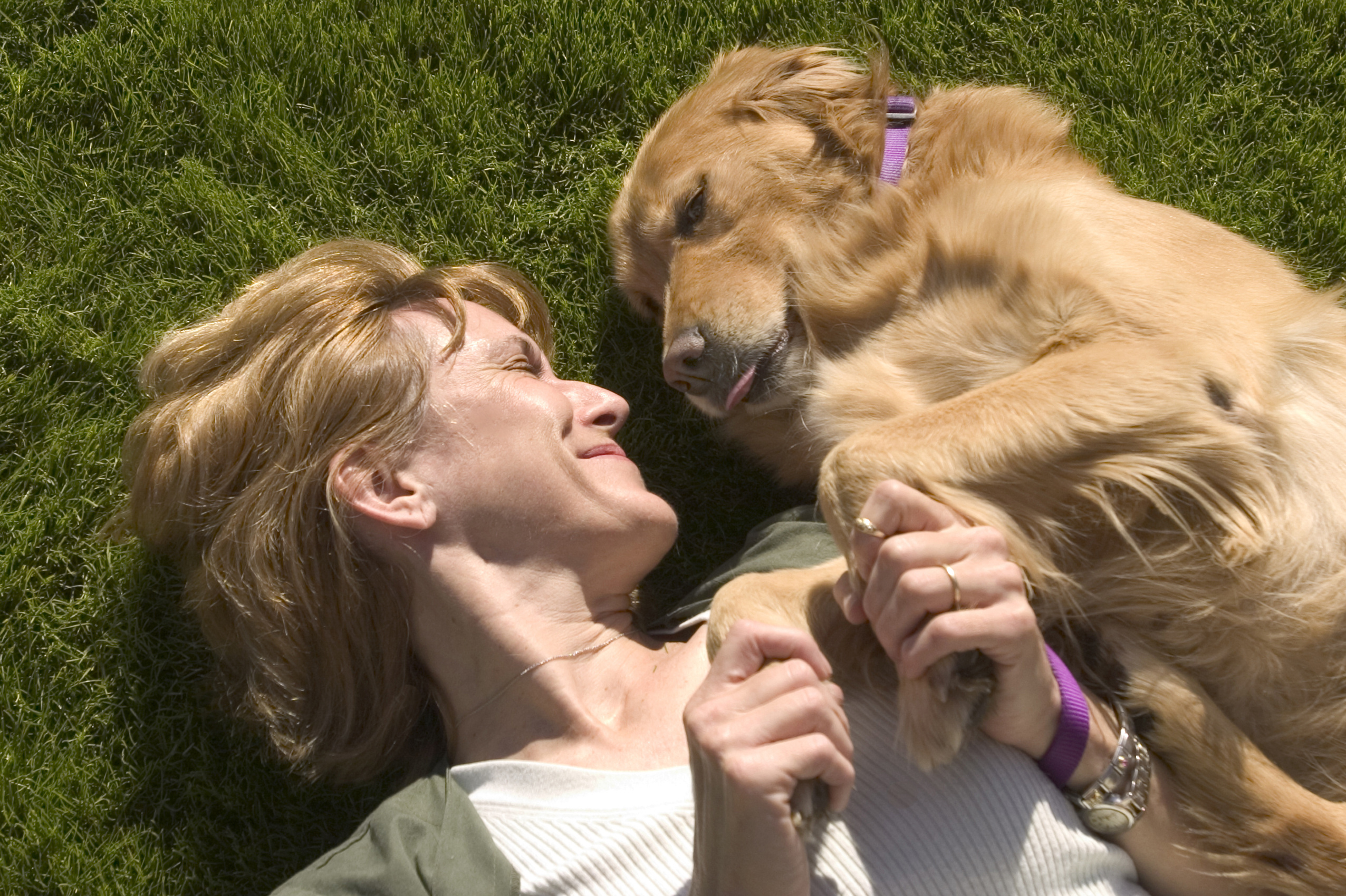 arizona golden retriever connection pets and critters sherrie buzby photography arizona golden retriever connection pets and critters sherrie buzby photography